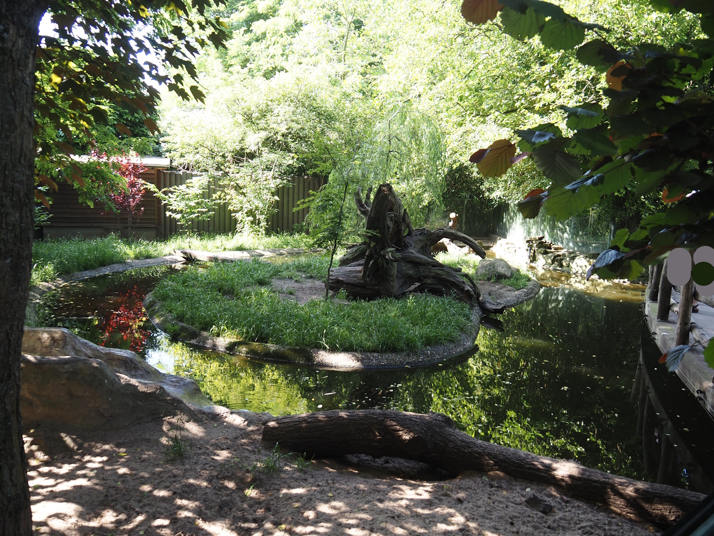 Asian small-clawed otter exhibit, 2024-06-08