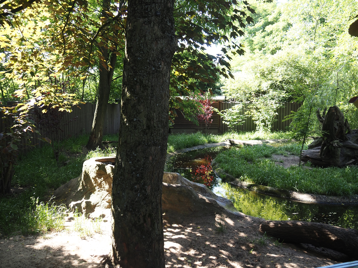 Asian small-clawed otter exhibit, 2024-06-08