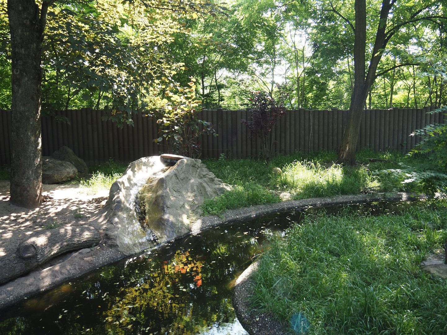 Asian small-clawed otter exhibit, 2024-06-08