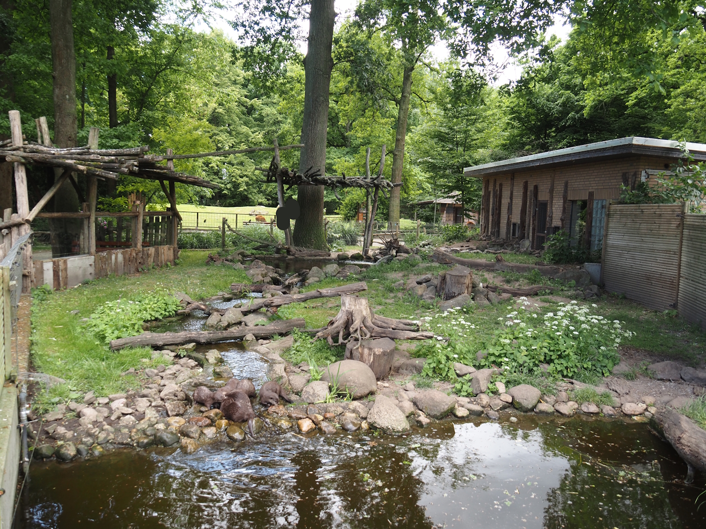 Asian small-clawed otter exhibit, 2025-05-22