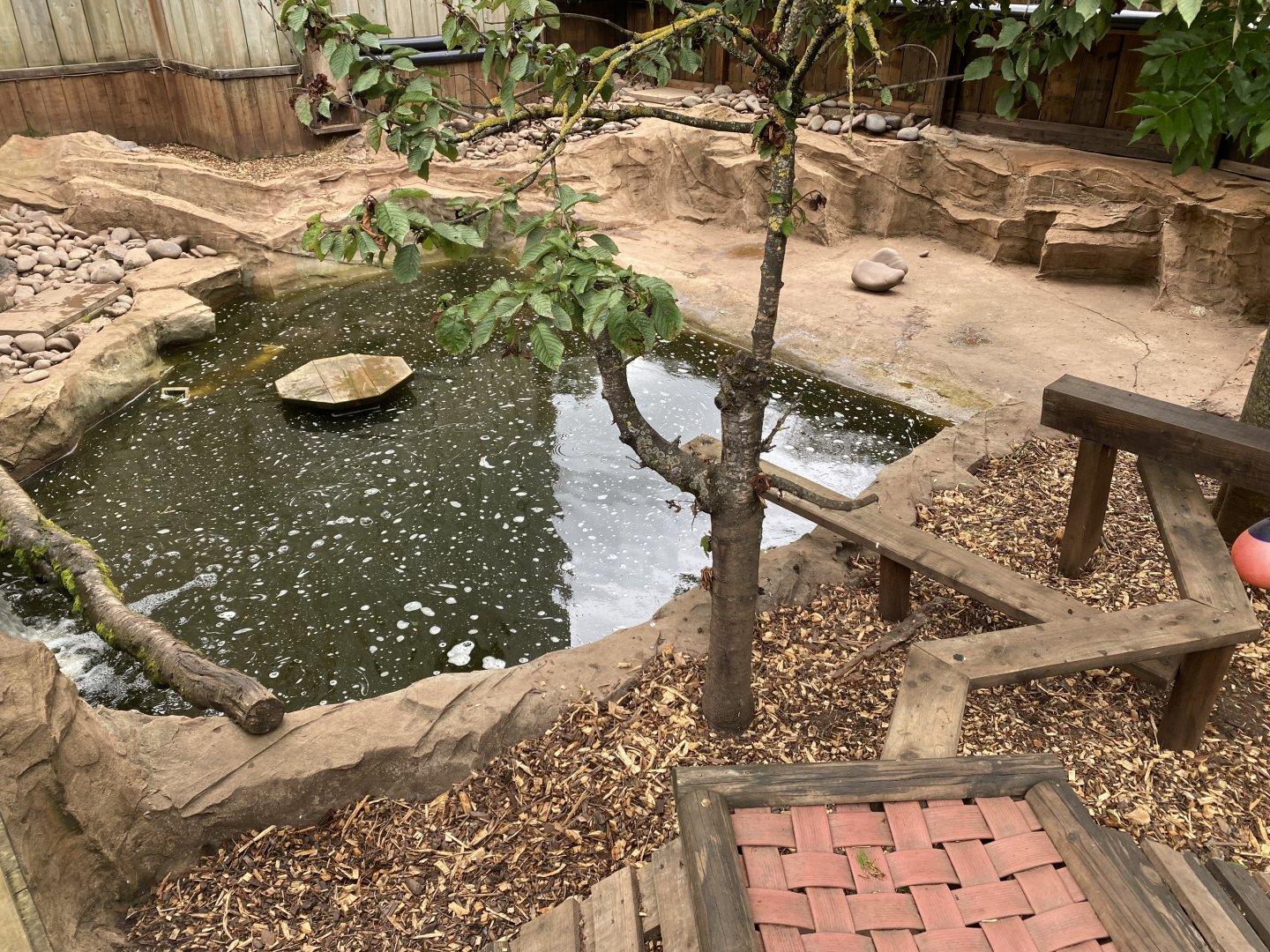 Asian small-clawed otter exhibit 210621