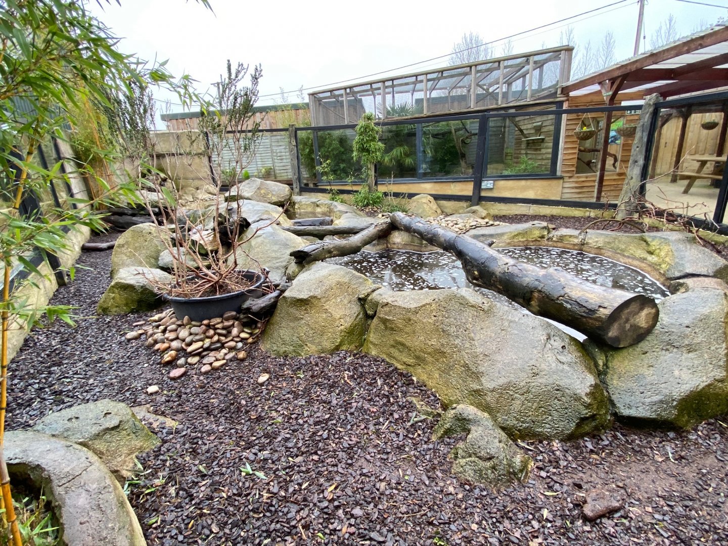 Asian small-clawed otter exhibit 231119