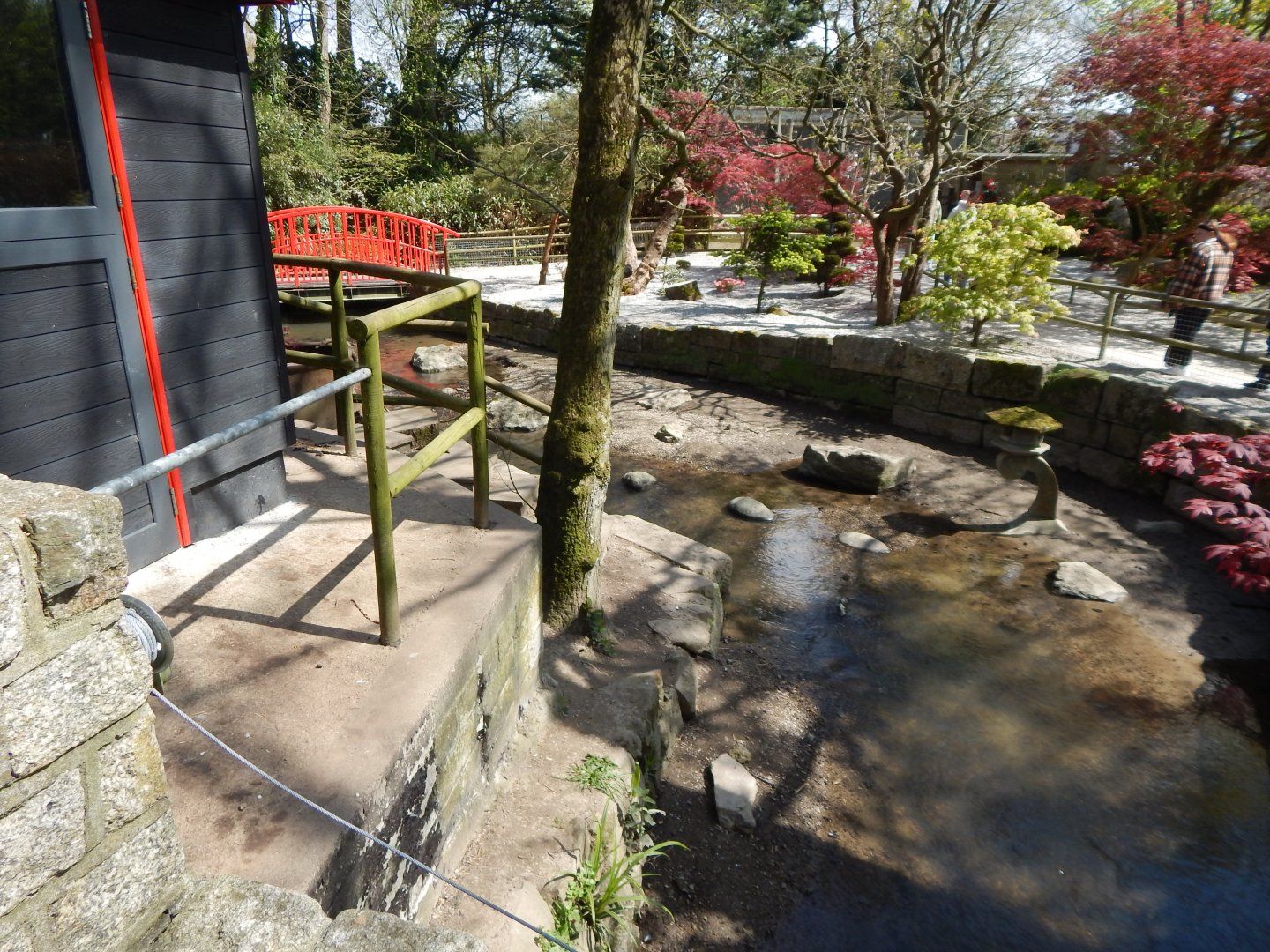 Asian small-clawed otter exhibit 240424