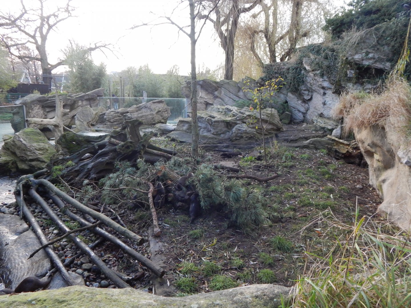 Asian small-clawed otter exhibit 261124