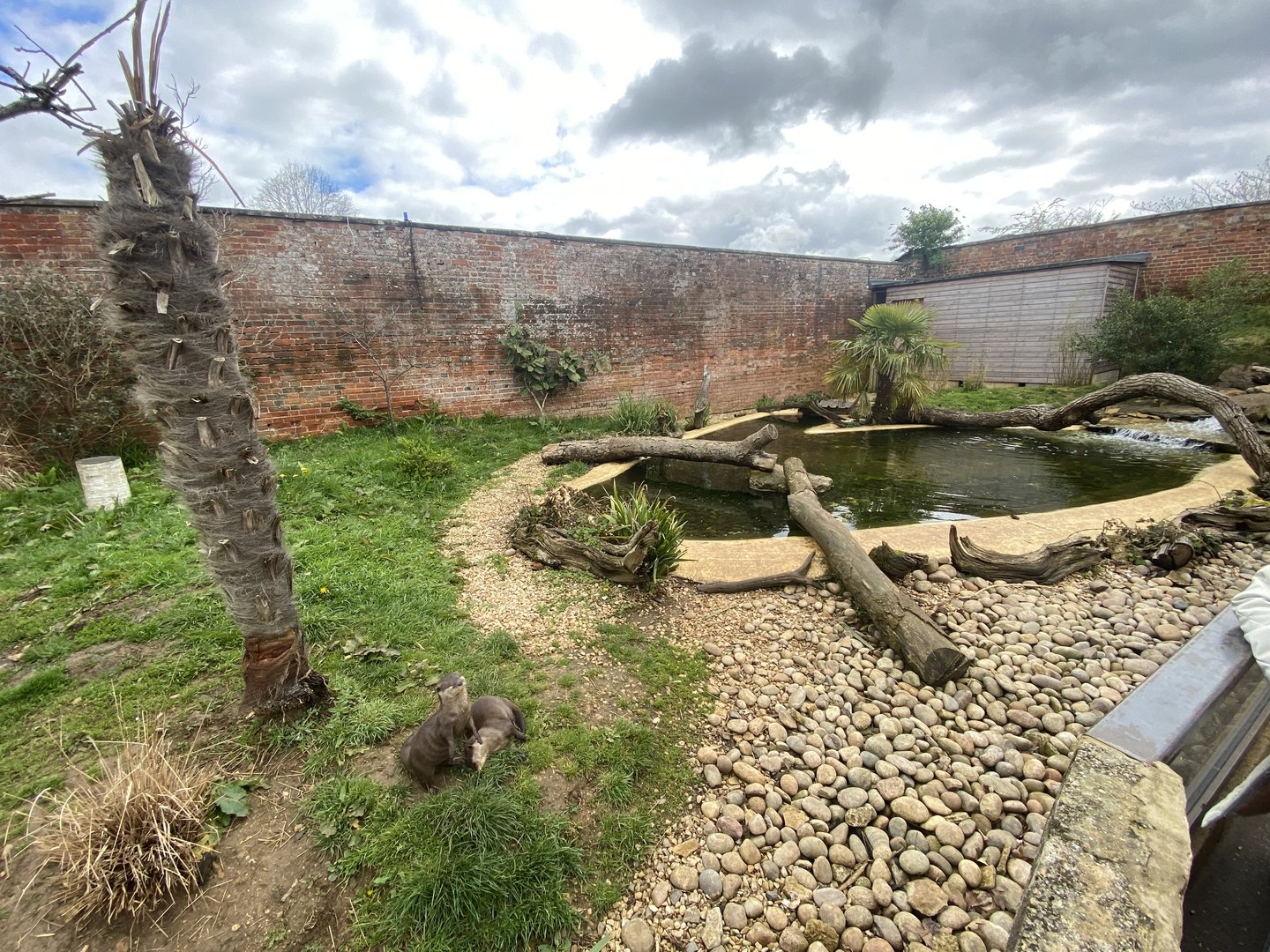 Asian small-clawed otter exhibit 280423