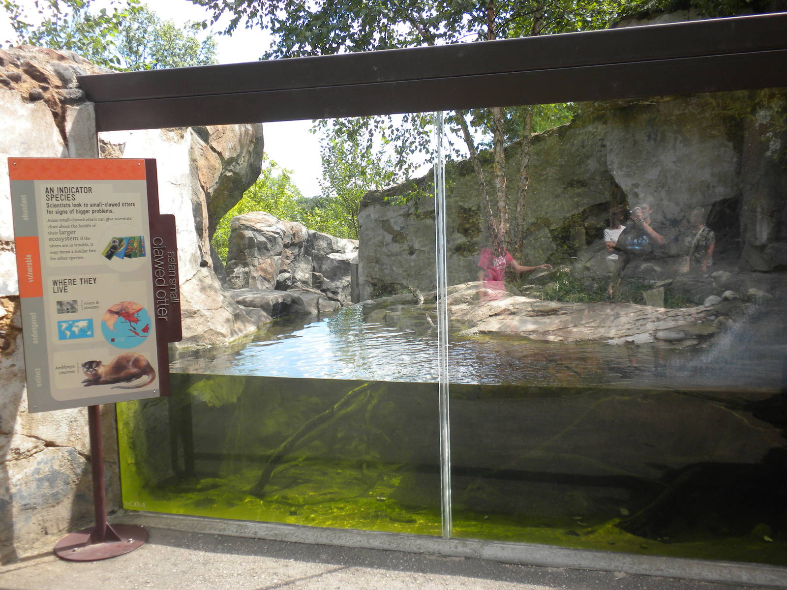 Asian Small Clawed Otter Exhibit  [Asia Trail]