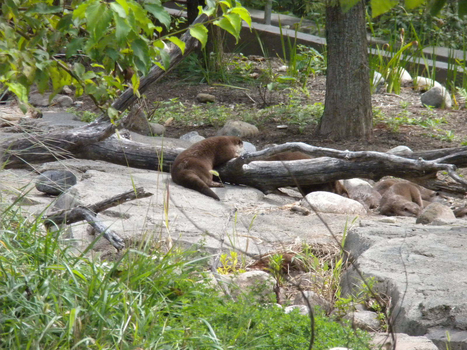 Asian Small Clawed Otter Exhibit  [Asia Trail]