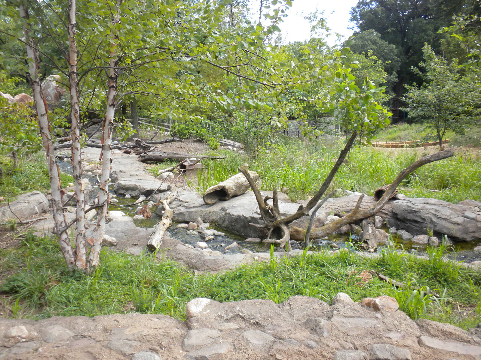Asian Small Clawed Otter Exhibit  [Asia Trail]