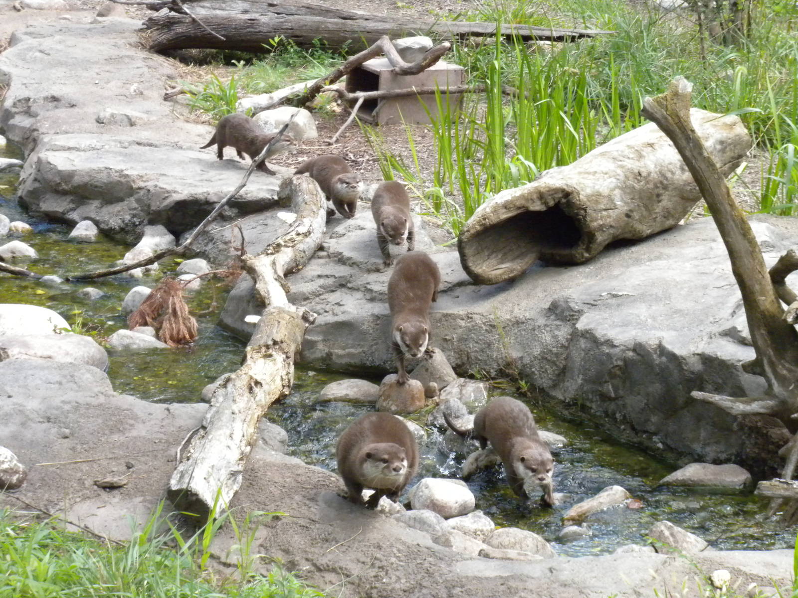 Asian Small Clawed Otter Exhibit  [Asia Trail]