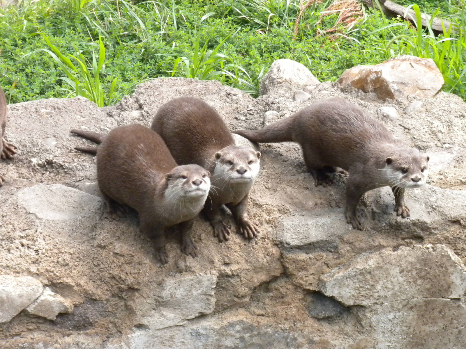 Asian Small Clawed Otter Exhibit  [Asia Trail]