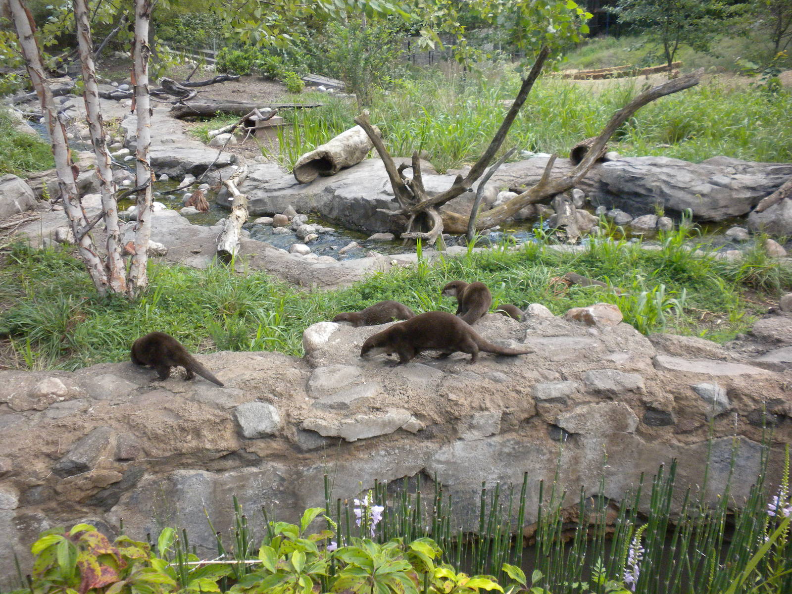 Asian Small Clawed Otter Exhibit  [Asia Trail]