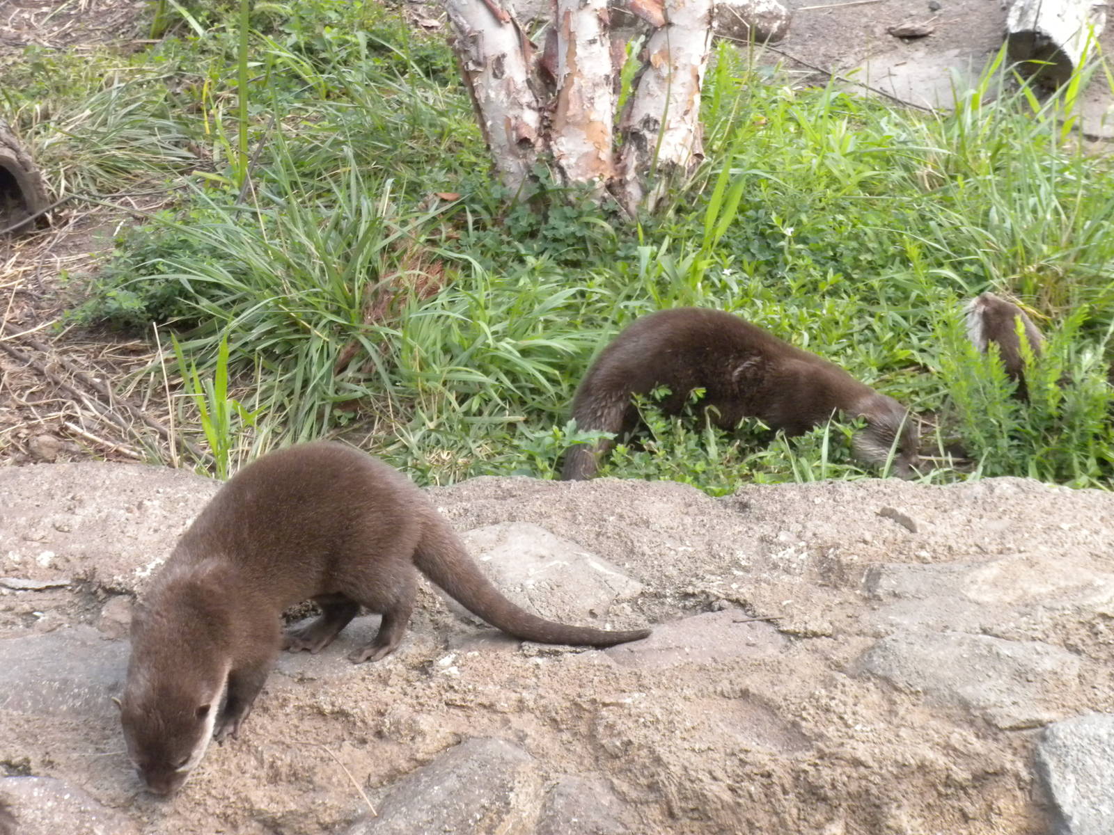 Asian Small Clawed Otter Exhibit  [Asia Trail]