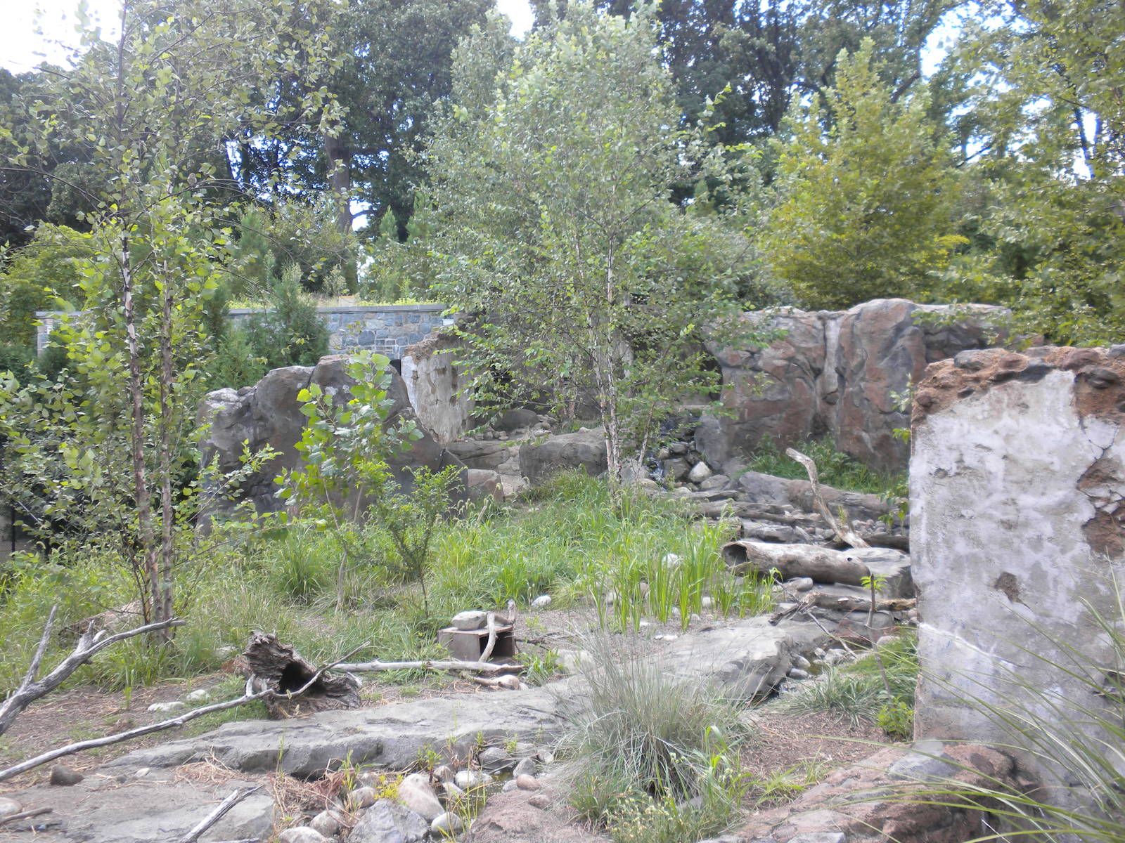 Asian Small Clawed Otter Exhibit  [Asia Trail]