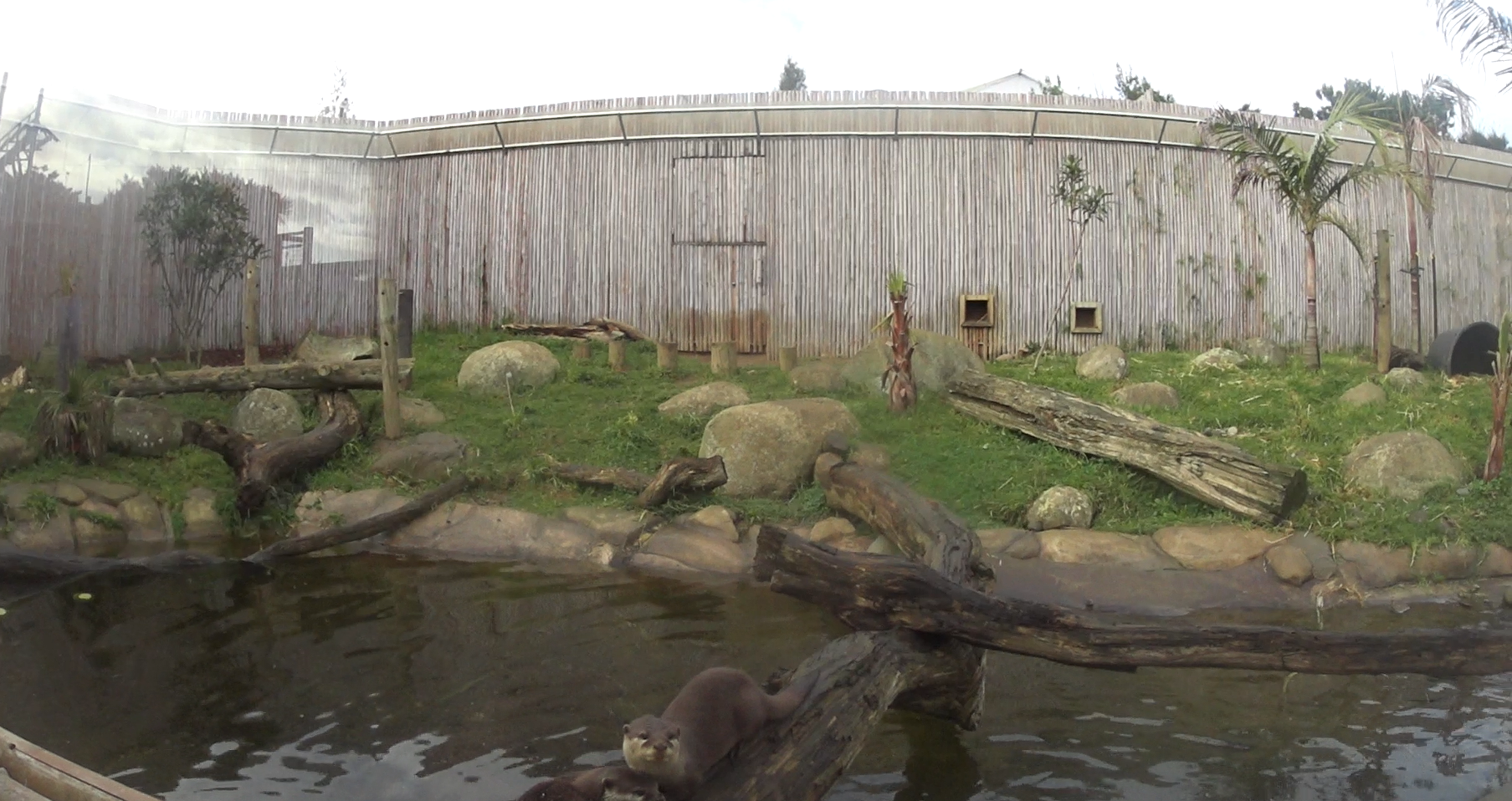 Asian Small-Clawed Otter Exhibit August 2020