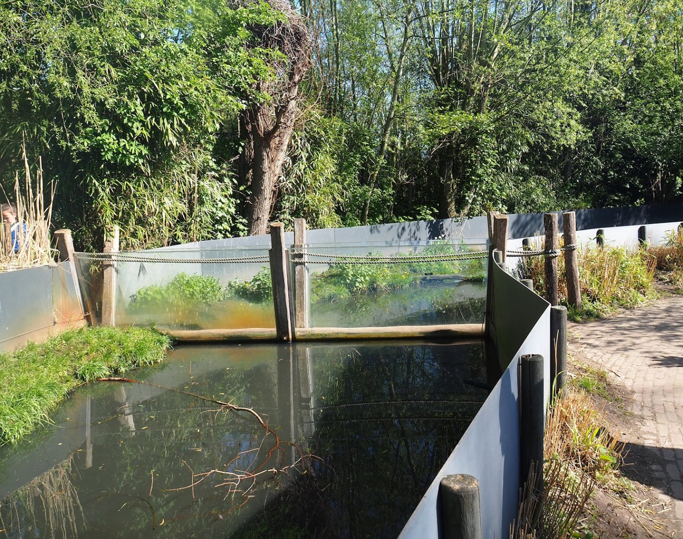 Asian small-clawed otter exhibit, end of pond with part of adventure route going through the exhibit, 2023-04-30