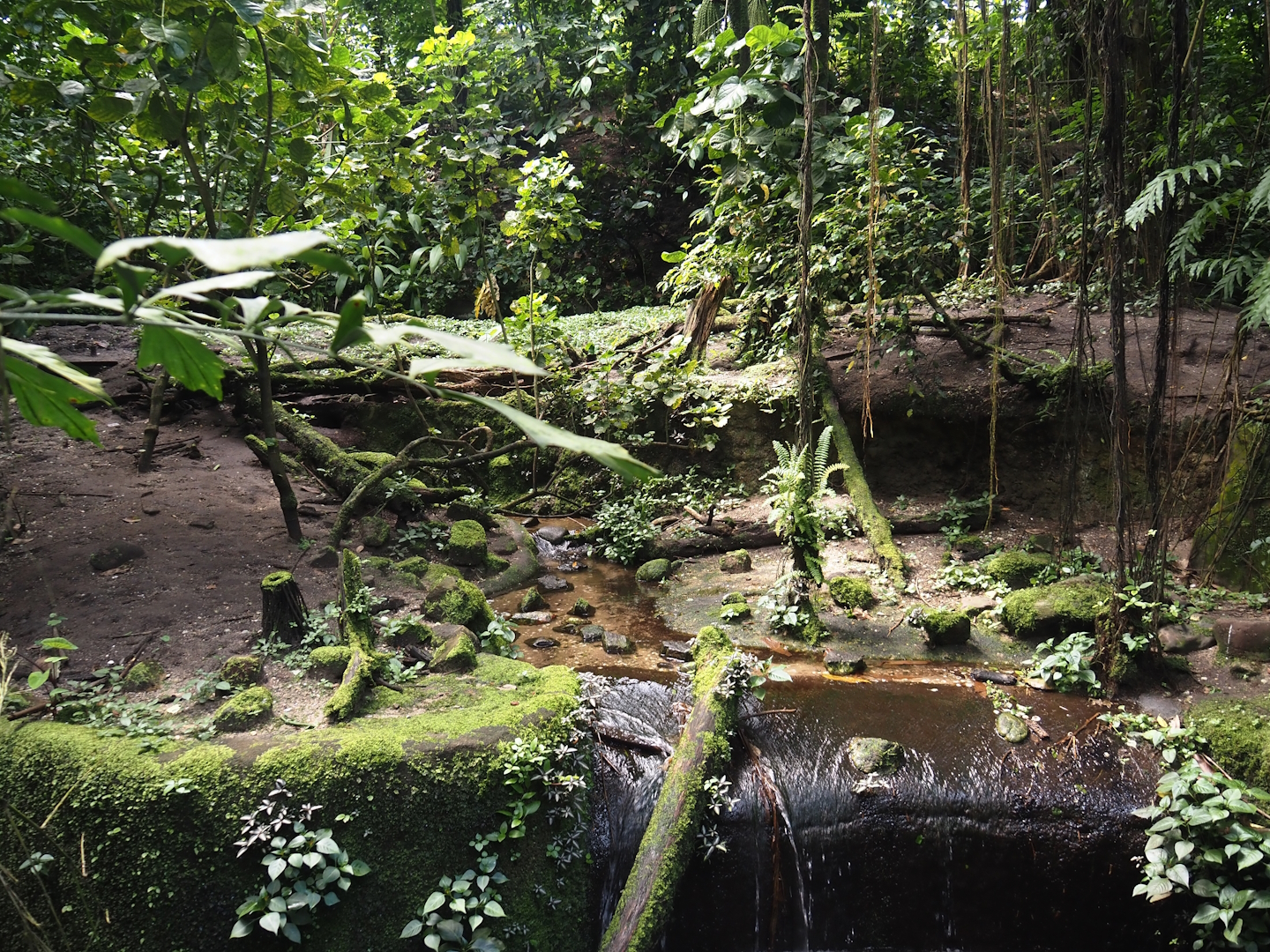 Asian small-clawed otter exhibit in Burgers' Bush, 2025-05-17