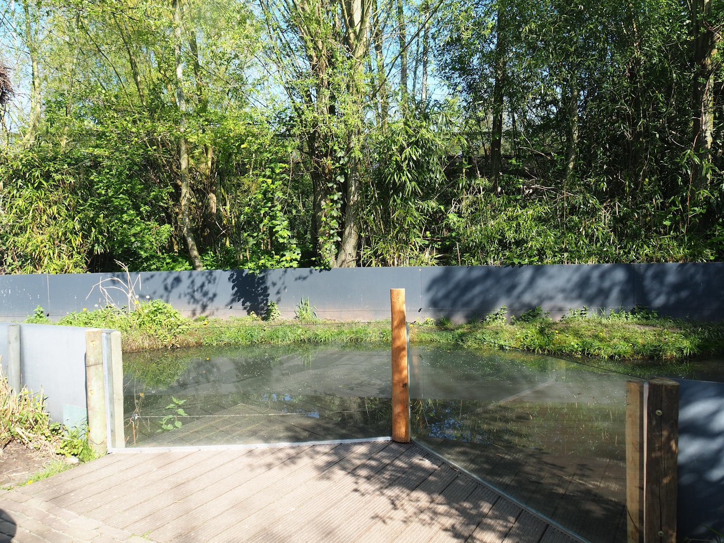 Asian small-clawed otter exhibit, pond, 2023-04-30
