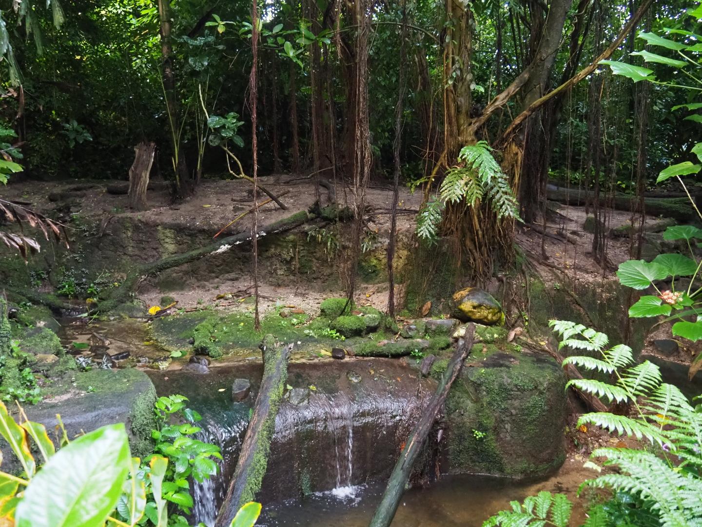 Asian small-clawed otter exhibit (Sep 16th, 2018)