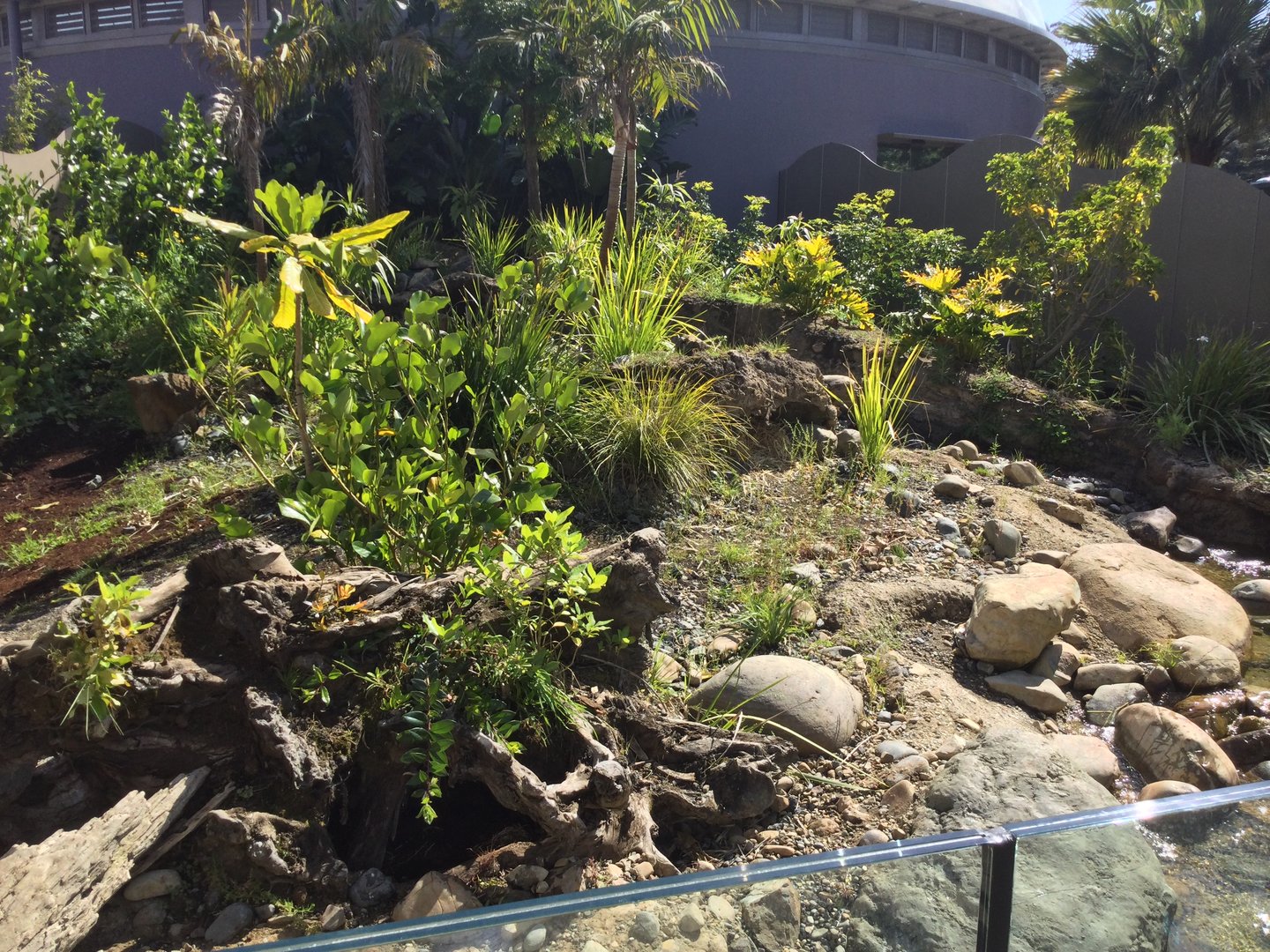 Asian Small-clawed Otter Exhibit (Tropical Dome End)