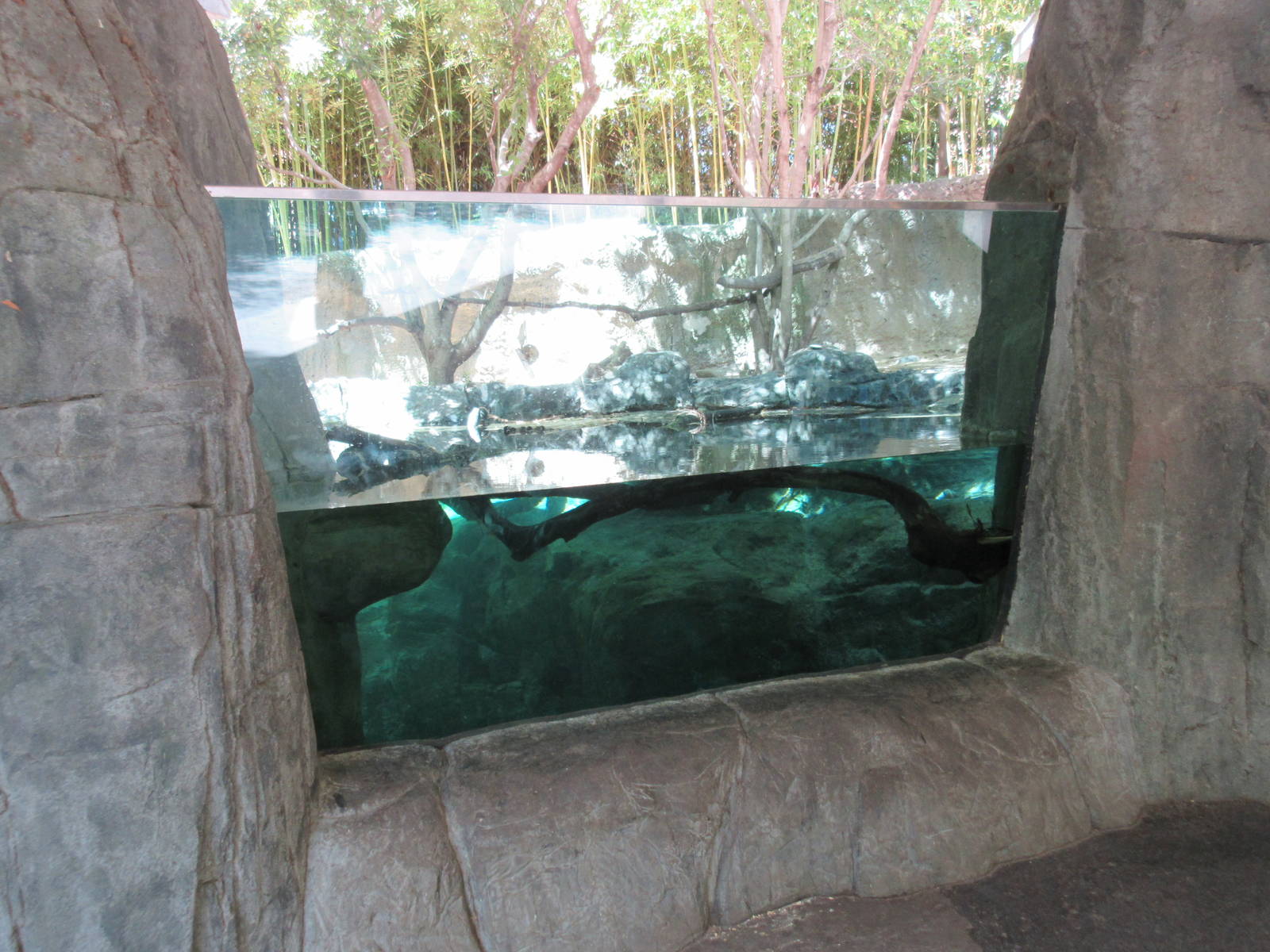 Asian Small-Clawed Otter Exhibit - Underwater Viewing
