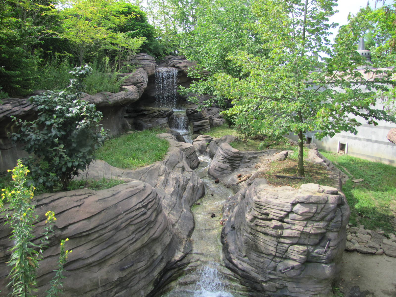 Asian Small Clawed Otter Exhibit