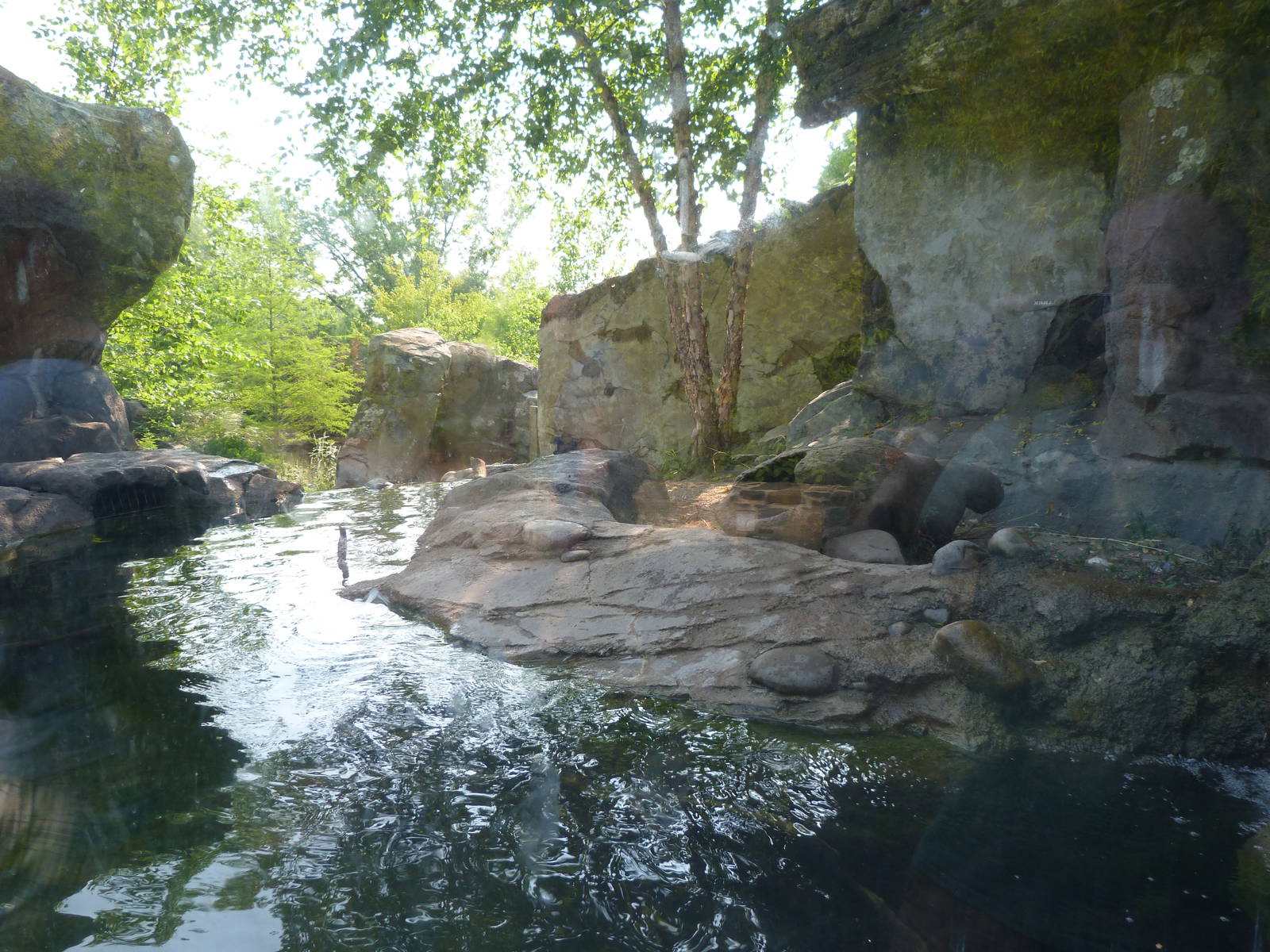 Asian Small Clawed Otter Exhibit