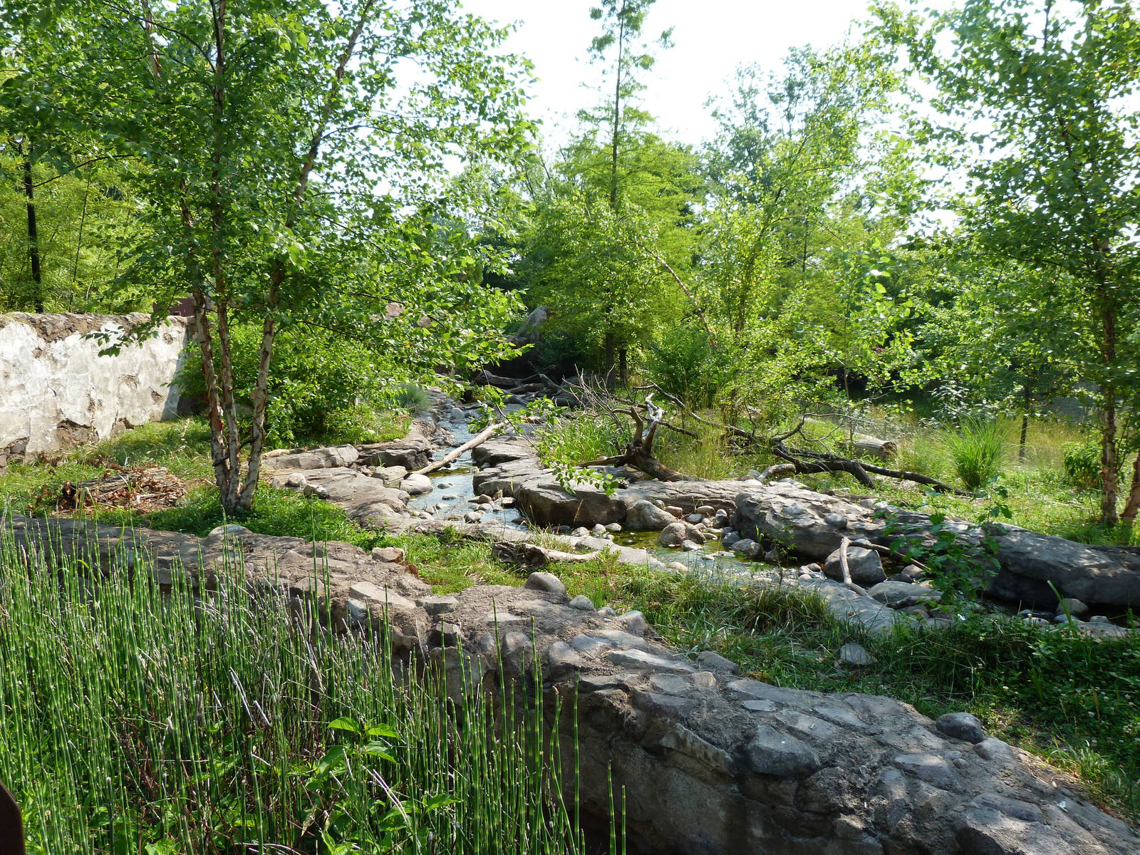 Asian Small Clawed Otter Exhibit