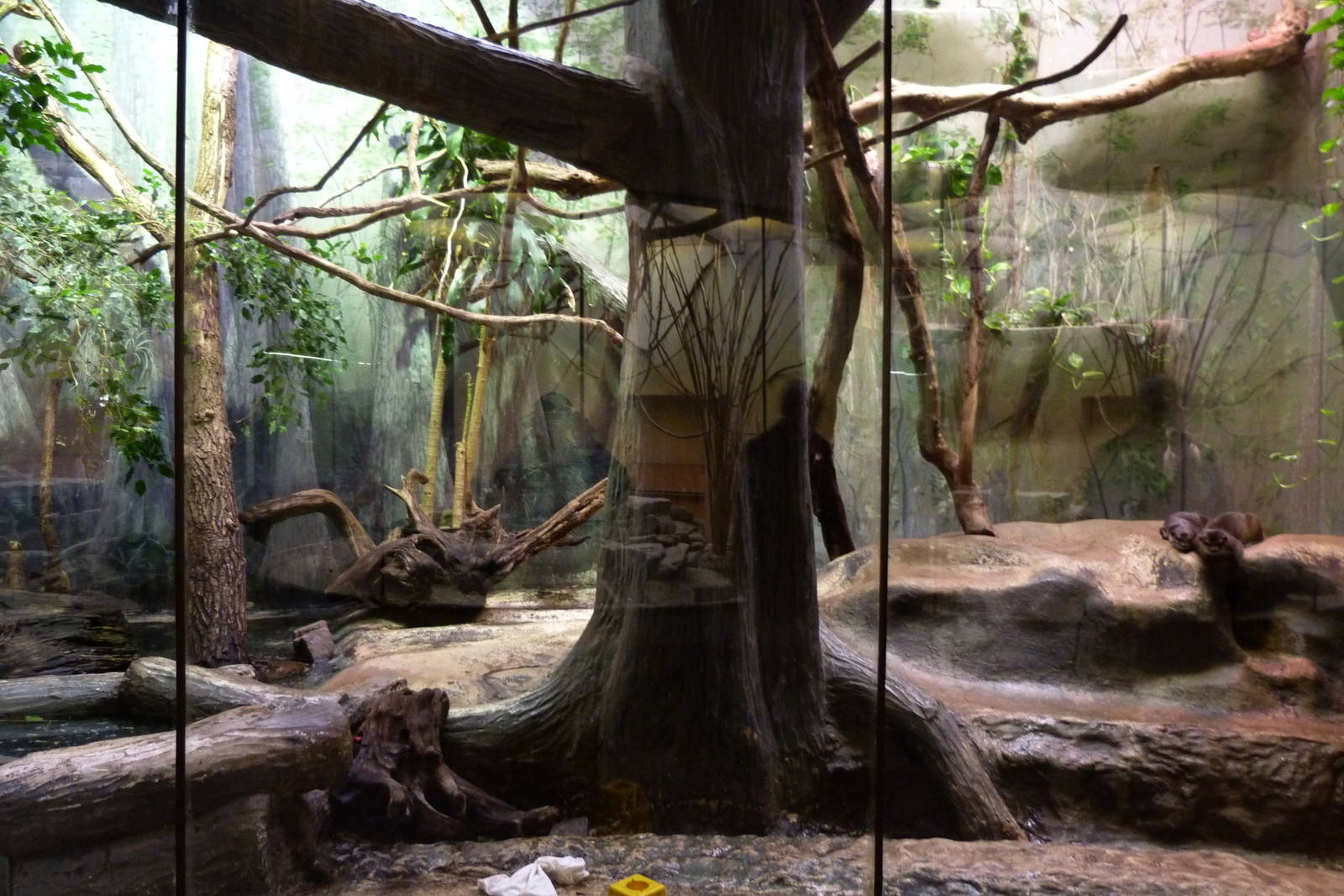 Asian small clawed otter exhibit