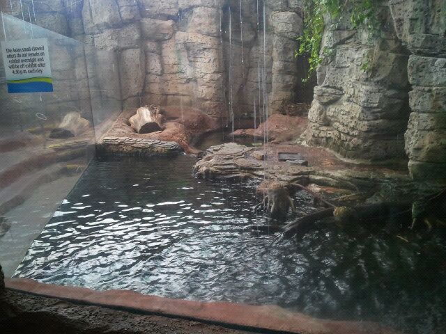 Asian small-clawed otter exhibit