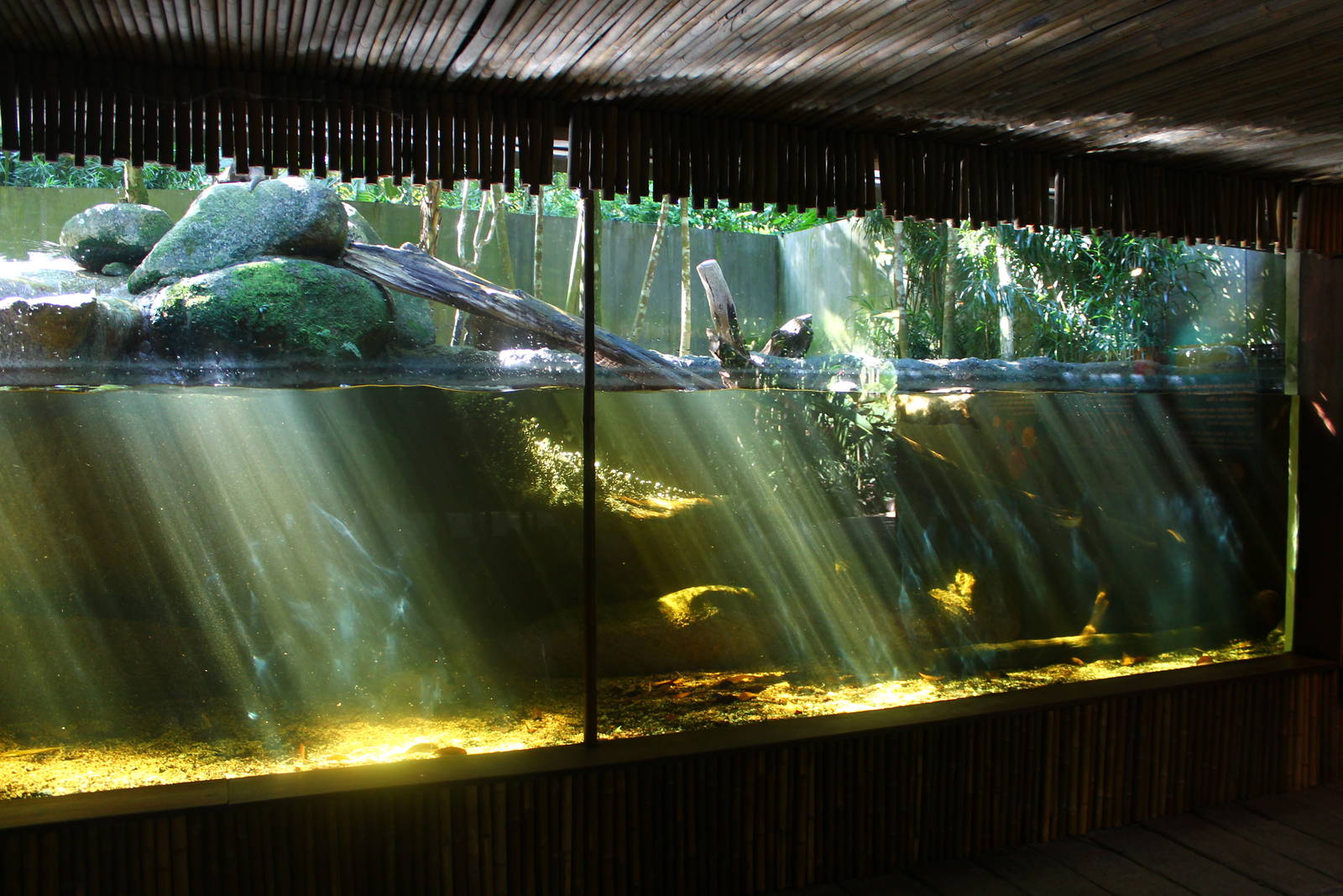 Asian Small Clawed Otter exhibit