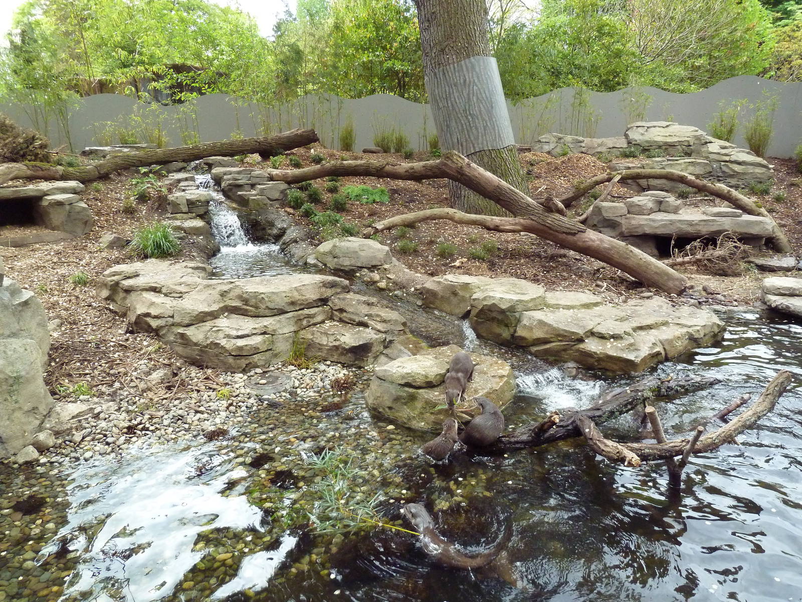 Asian Small-Clawed Otter Exhibit