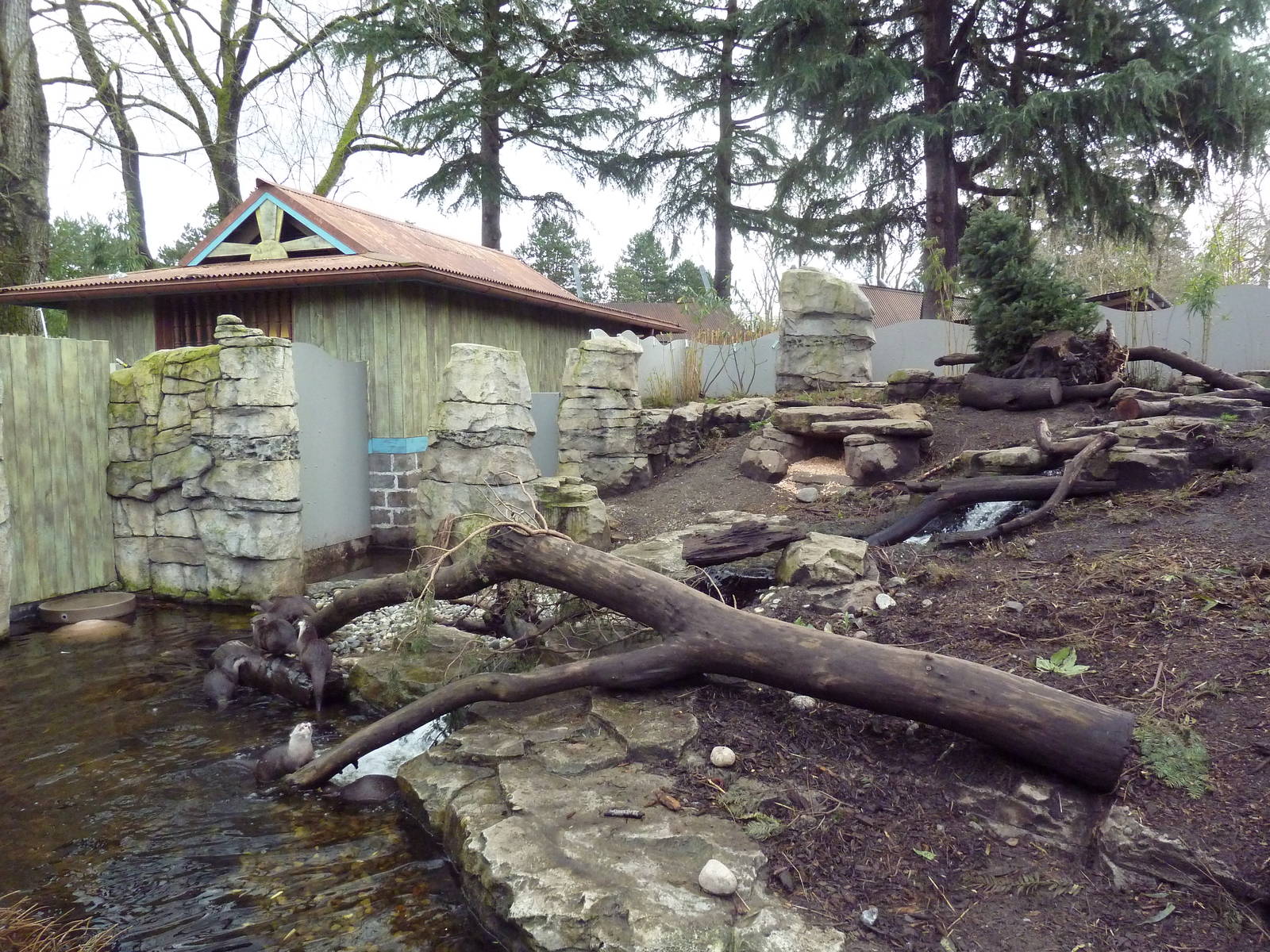 Asian Small-Clawed Otter Exhibit