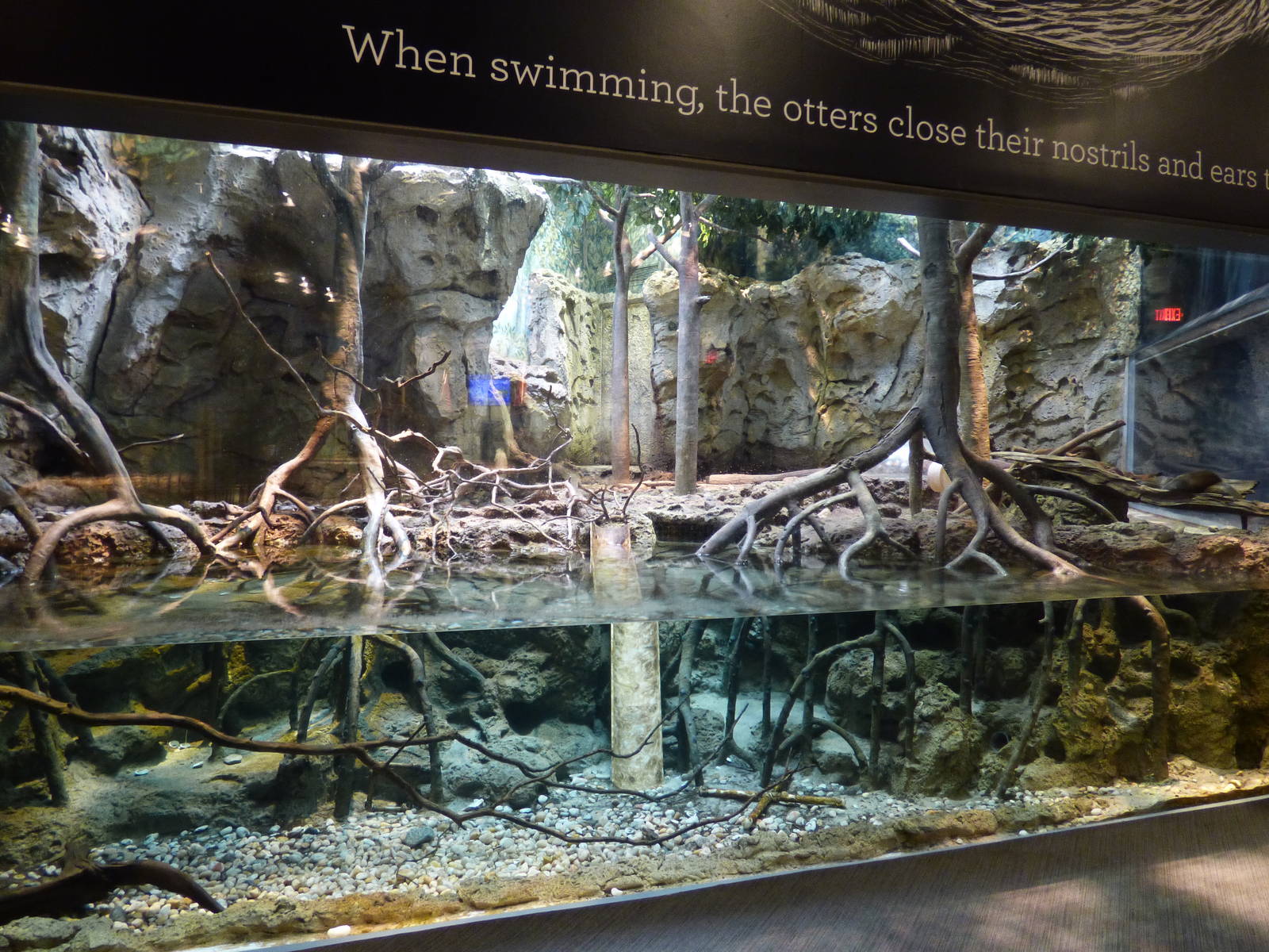 Asian Small Clawed Otter Exhibit