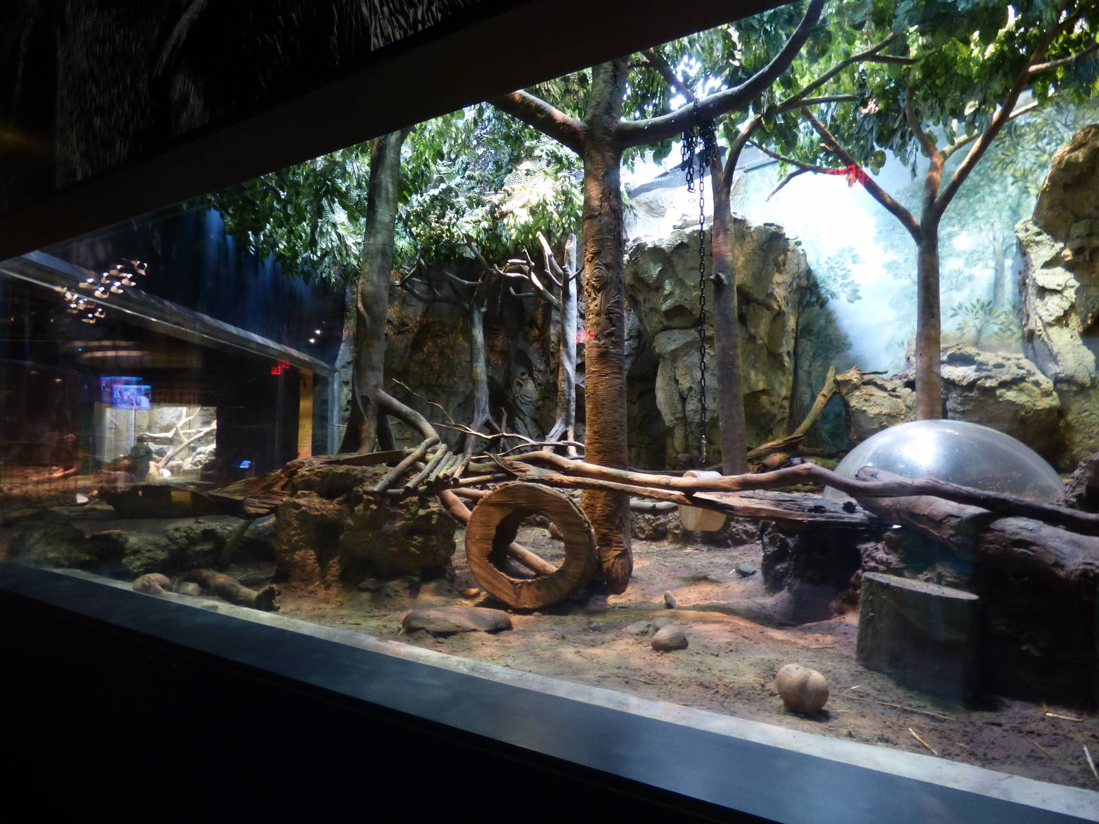 Asian Small Clawed Otter Exhibit