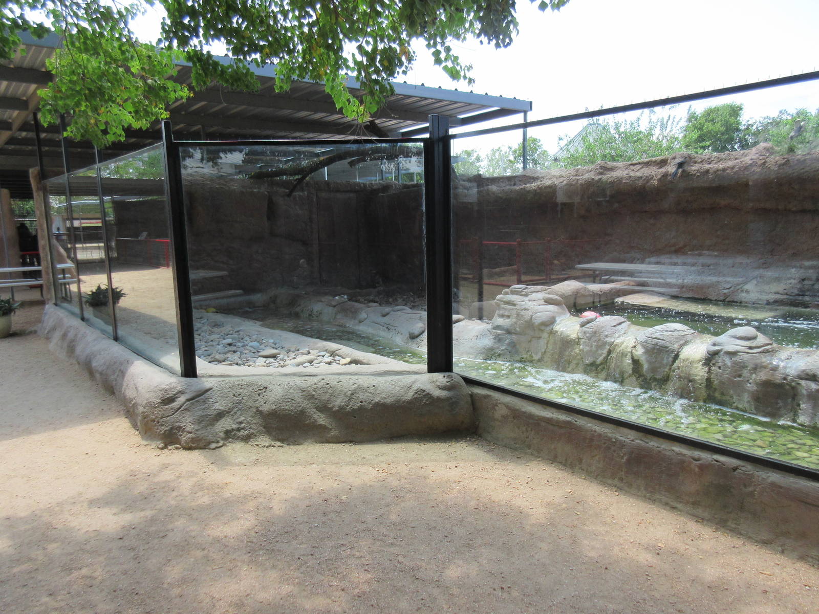 Asian Small-Clawed Otter Exhibit