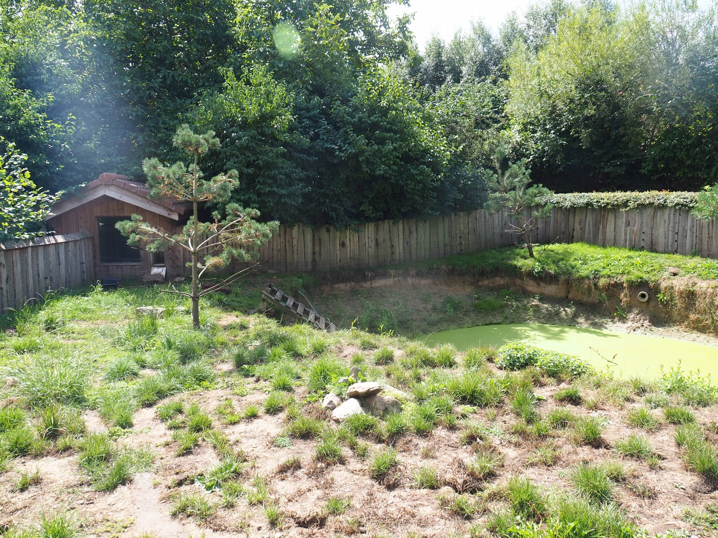 Asian small-clawed otter exhibit