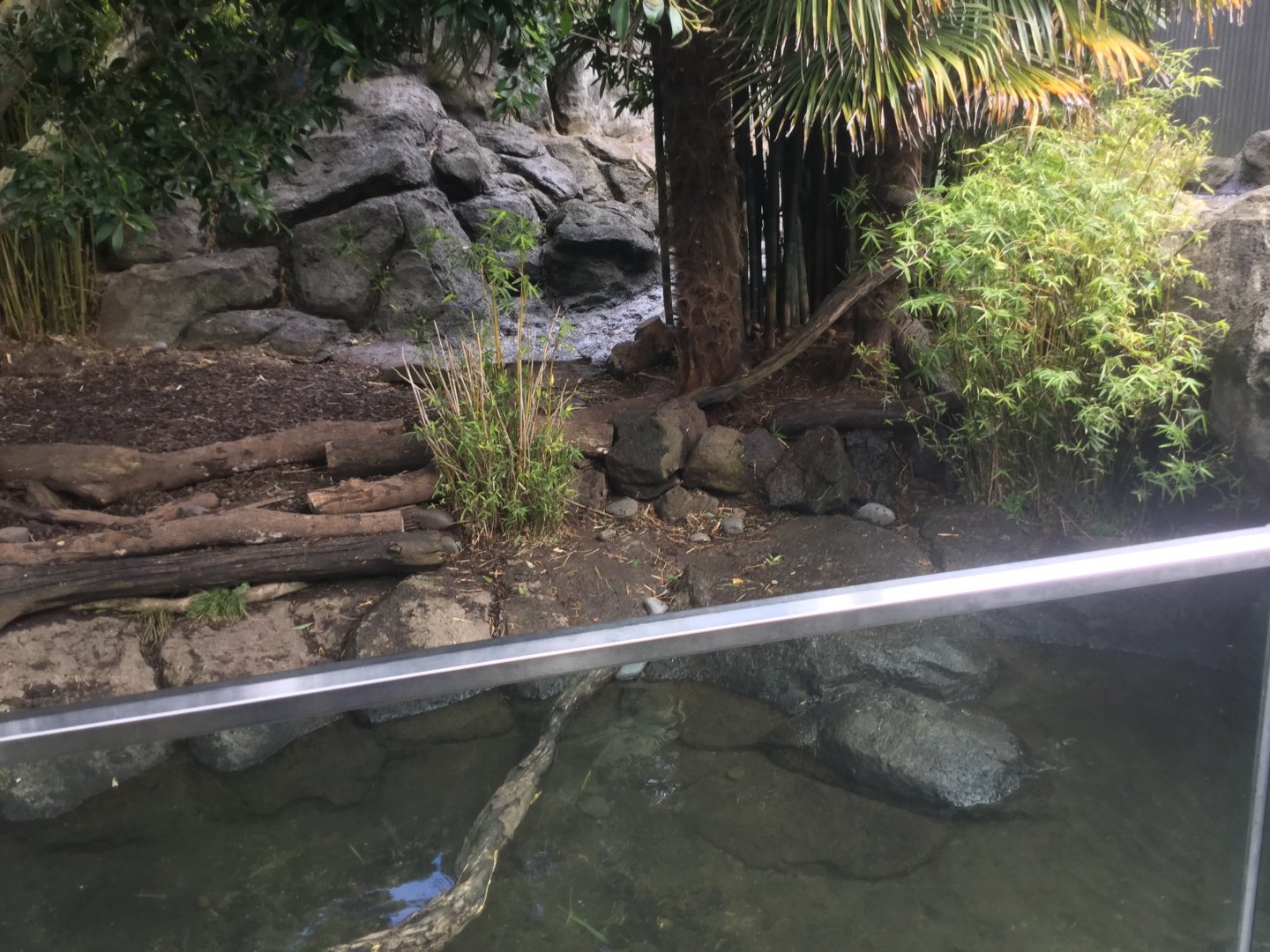 Asian Small-clawed Otter Exhibit