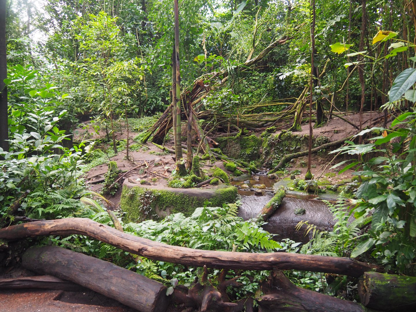 Asian Small-clawed Otter Exhibit