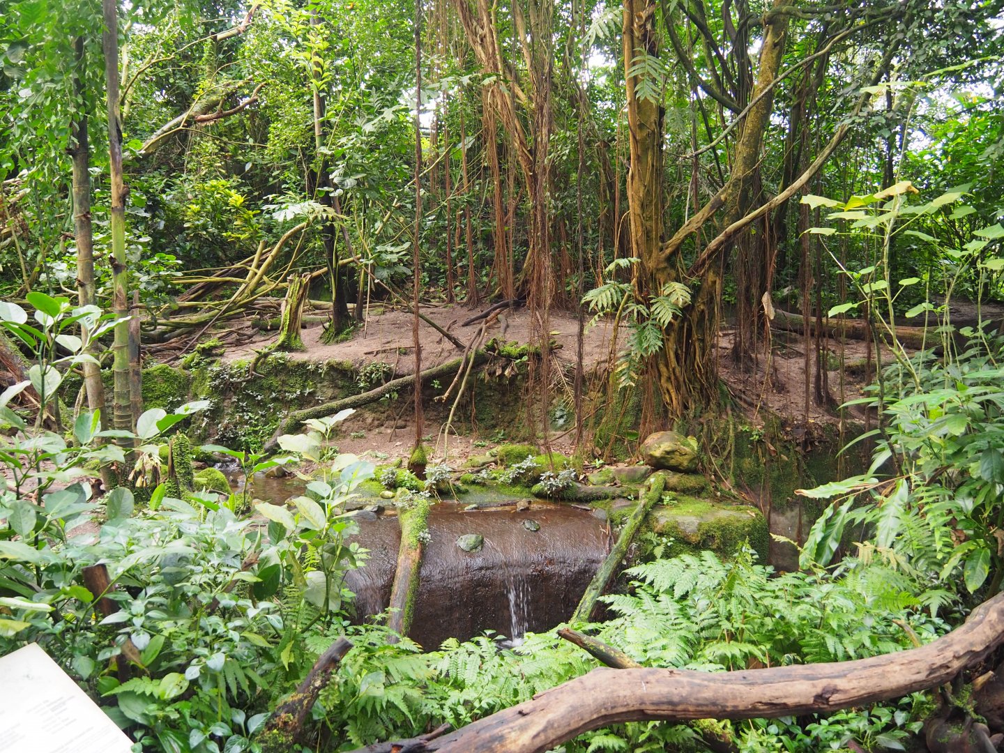 Asian Small-clawed Otter Exhibit
