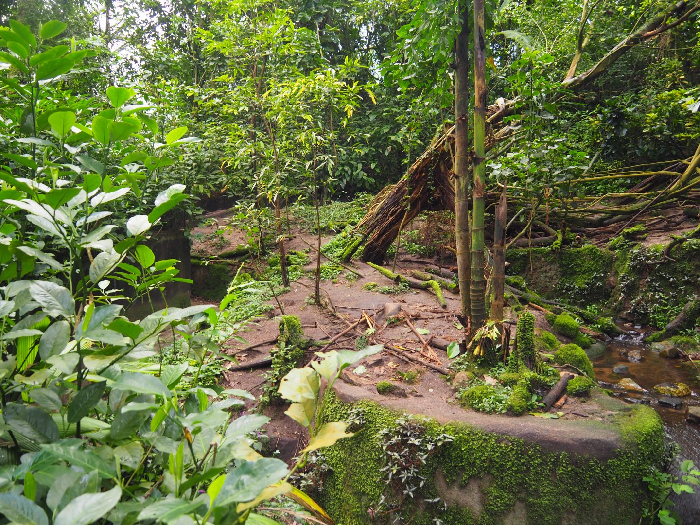 Asian Small-clawed Otter Exhibit