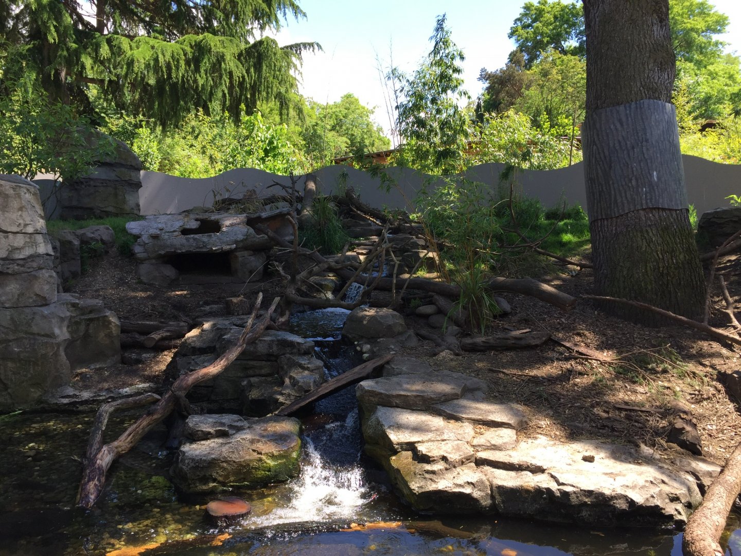 Asian Small Clawed Otter Exhibit