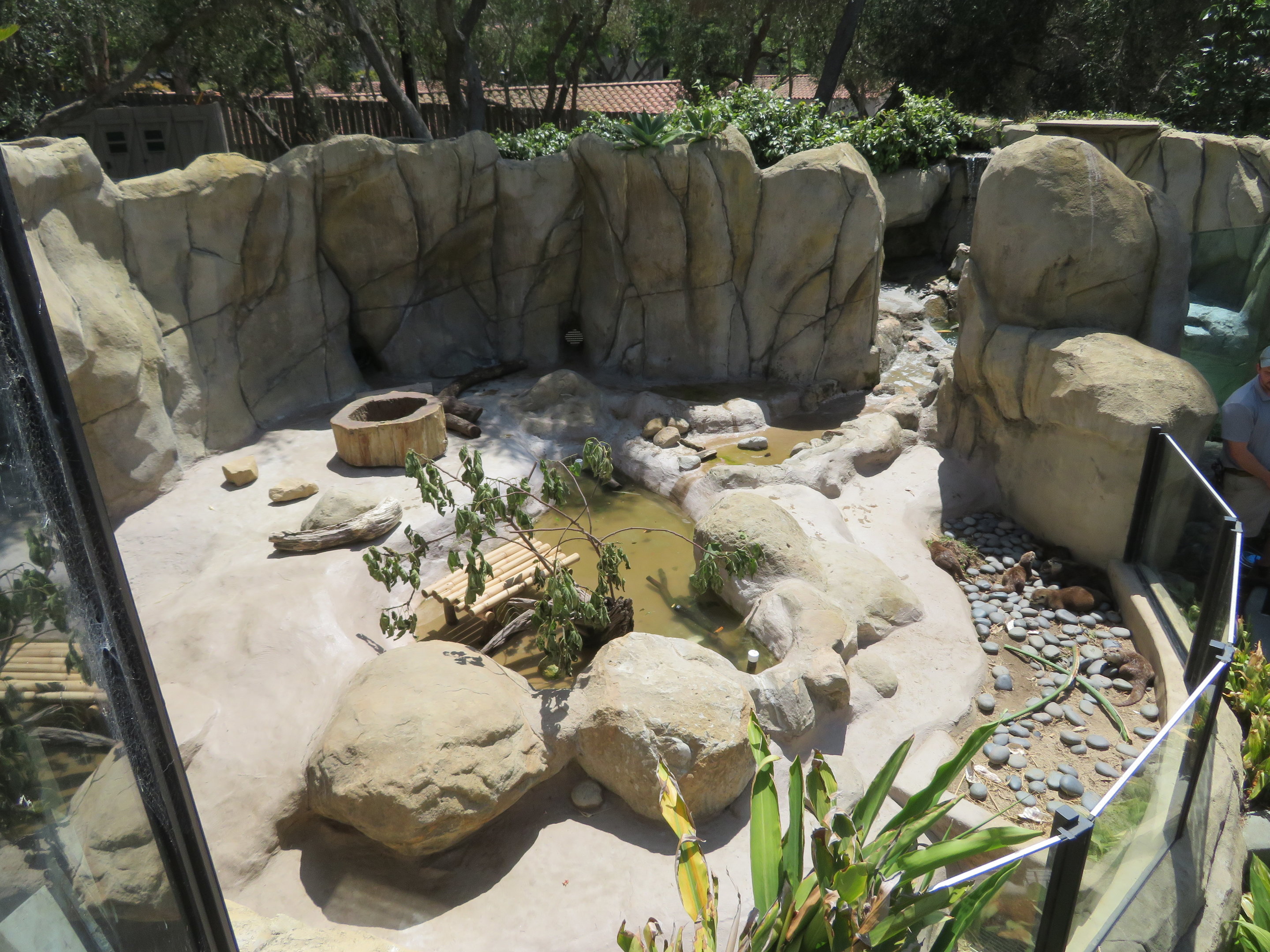 Asian Small-clawed Otter Exhibit