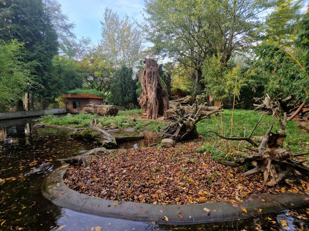 Asian Small-clawed Otter exhibit