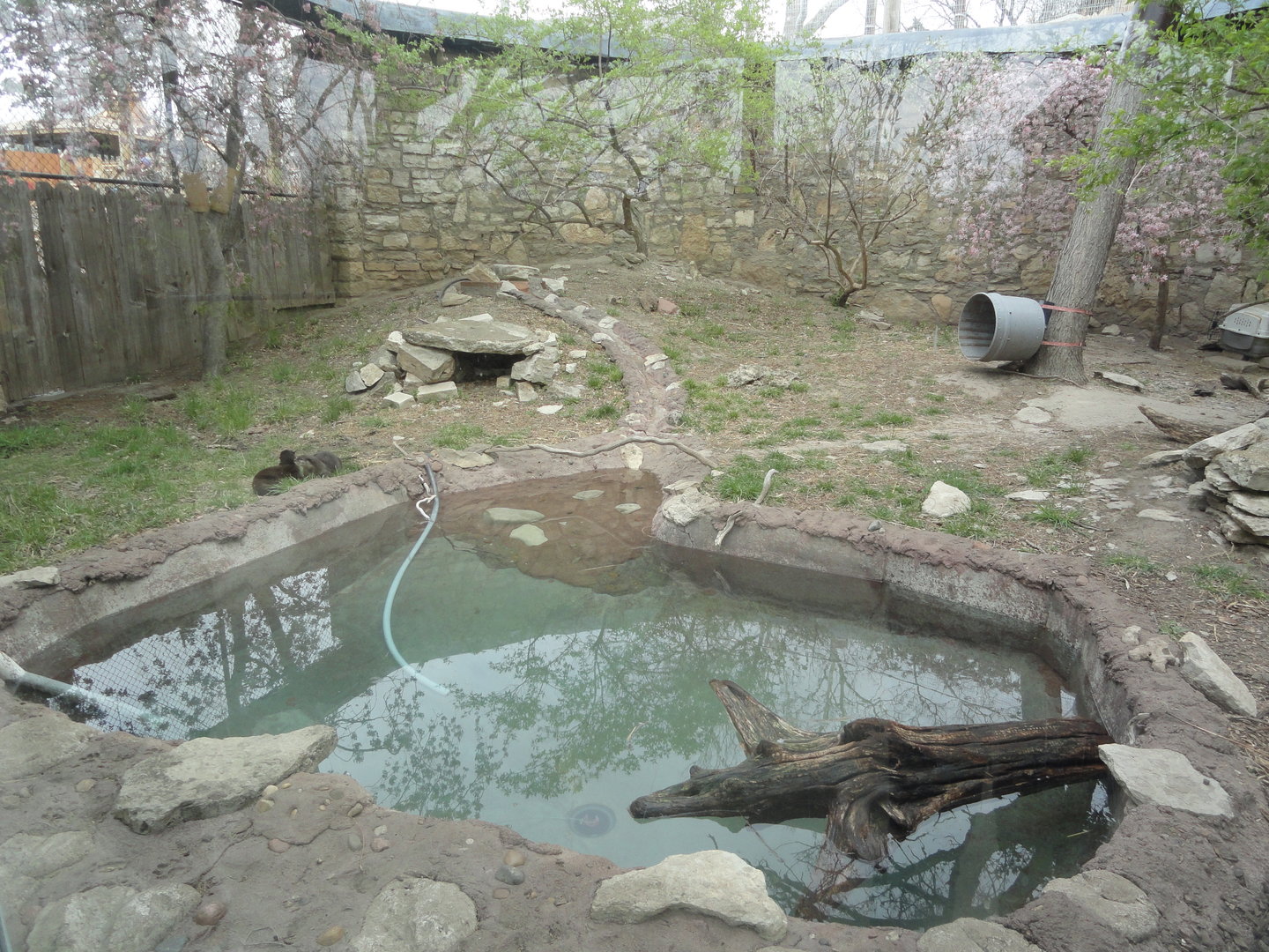 Asian Small-clawed Otter Exhibit