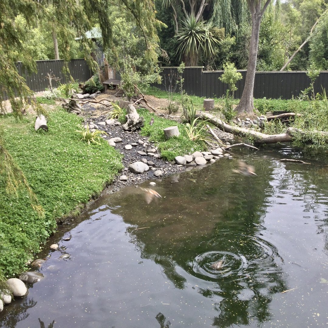 Asian-small Clawed Otter Exhibit
