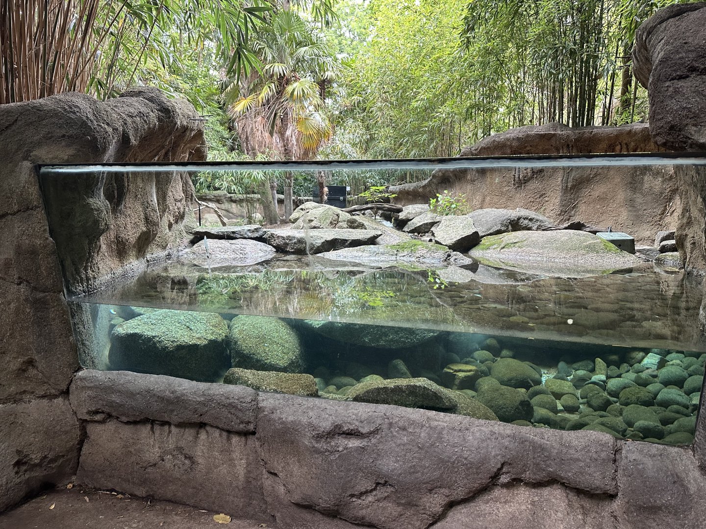 Asian Small-Clawed Otter Exhibit