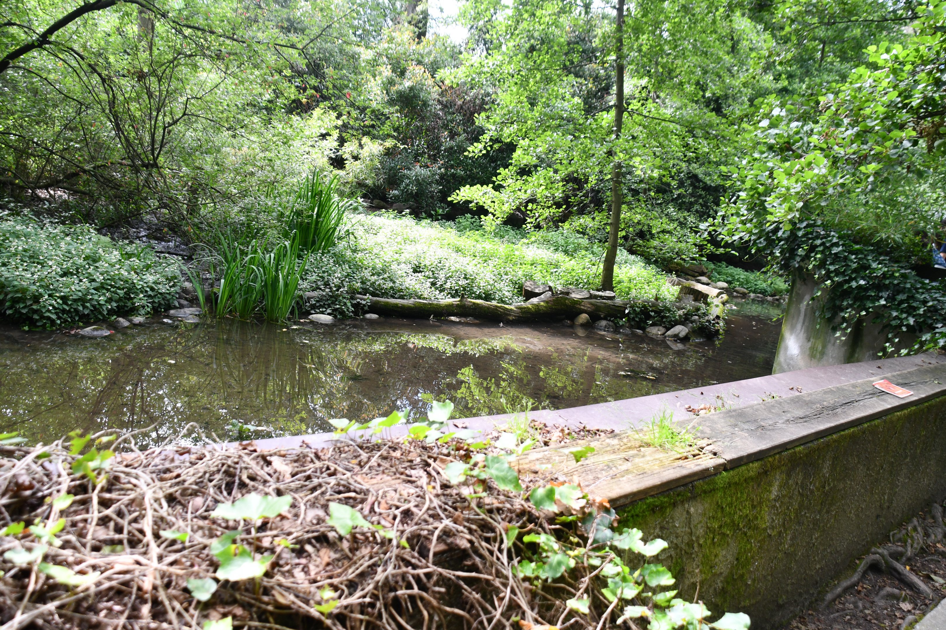 Asian Small-clawed Otter exhibit