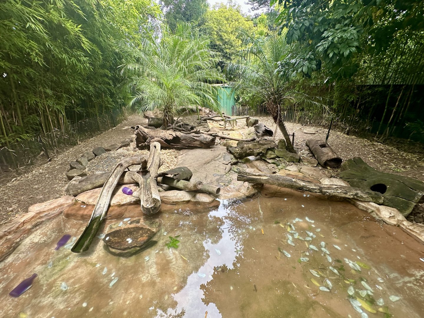 Asian Small-clawed Otter Exhibit