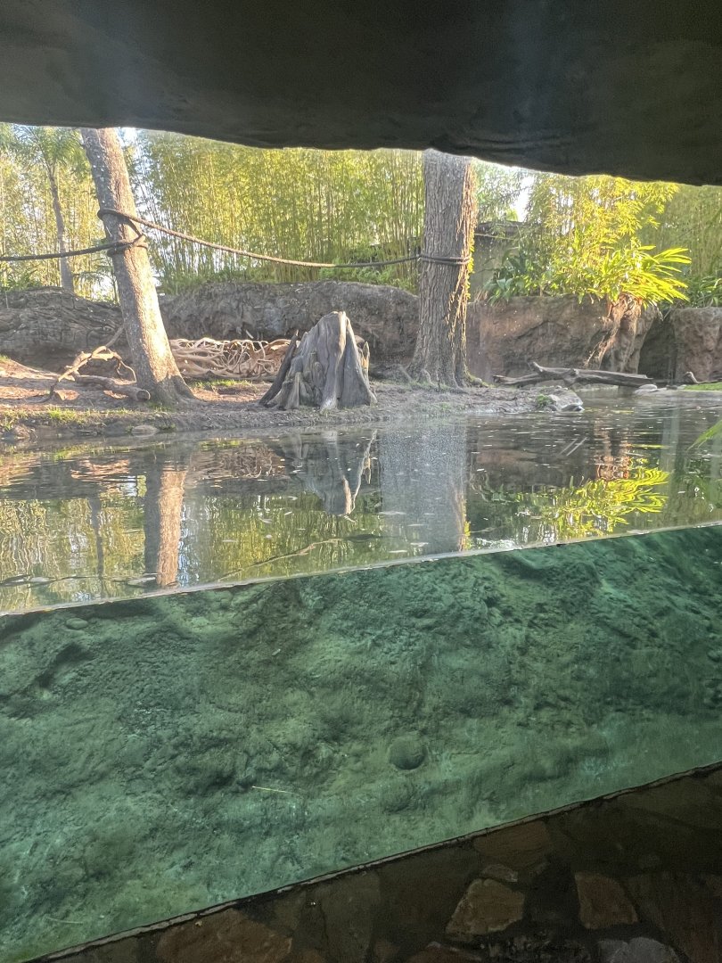 Asian Small-Clawed Otter Exhibit