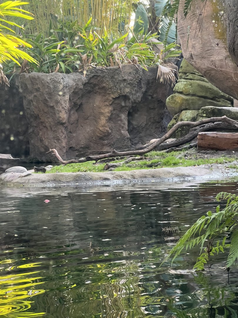 Asian Small-Clawed Otter Exhibit